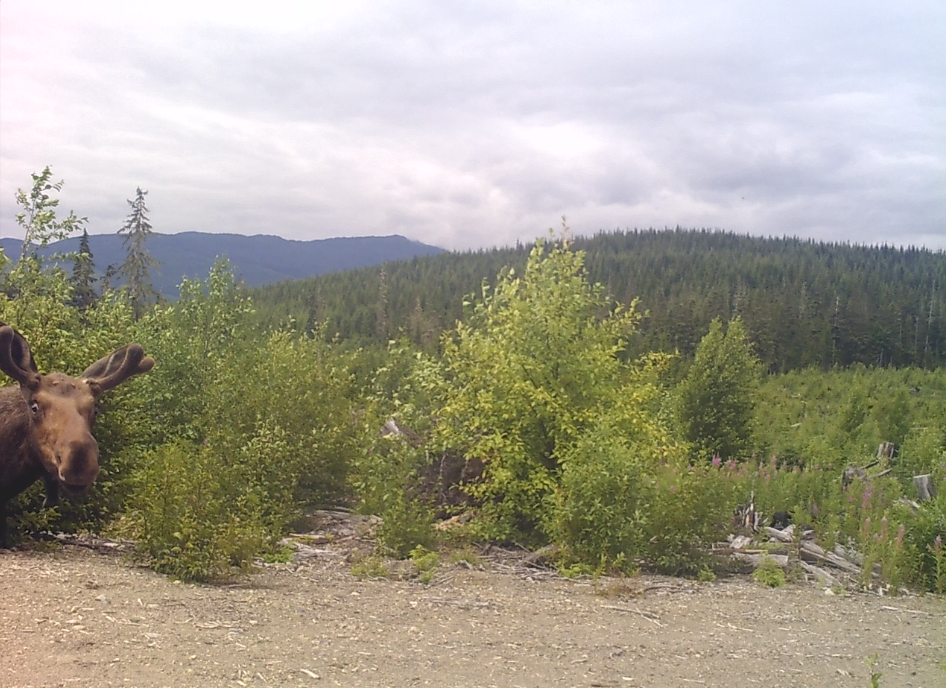 A moose poking it's head towards a game cam, bust and mountains in the background. The game cams are used to protect the beehives when they are in the mountains.